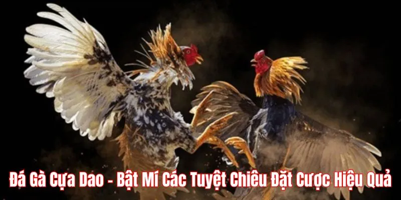 Đá gà cựa dao