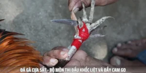 đá gà cựa sắt