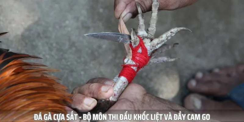 đá gà cựa sắt