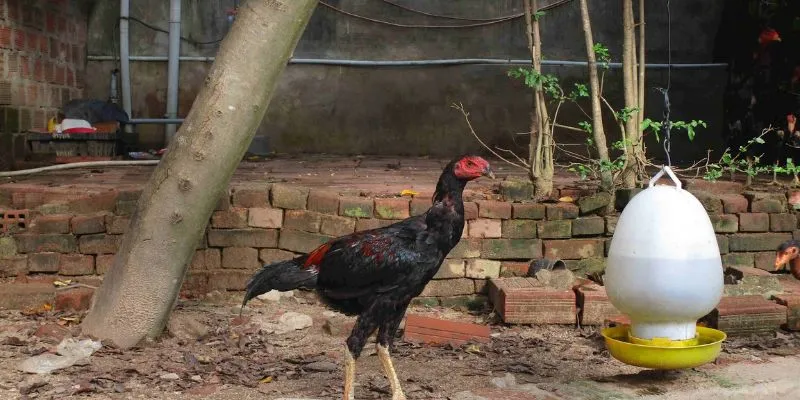 Thường xuyên vệ sinh chuồng trại để phòng bệnh